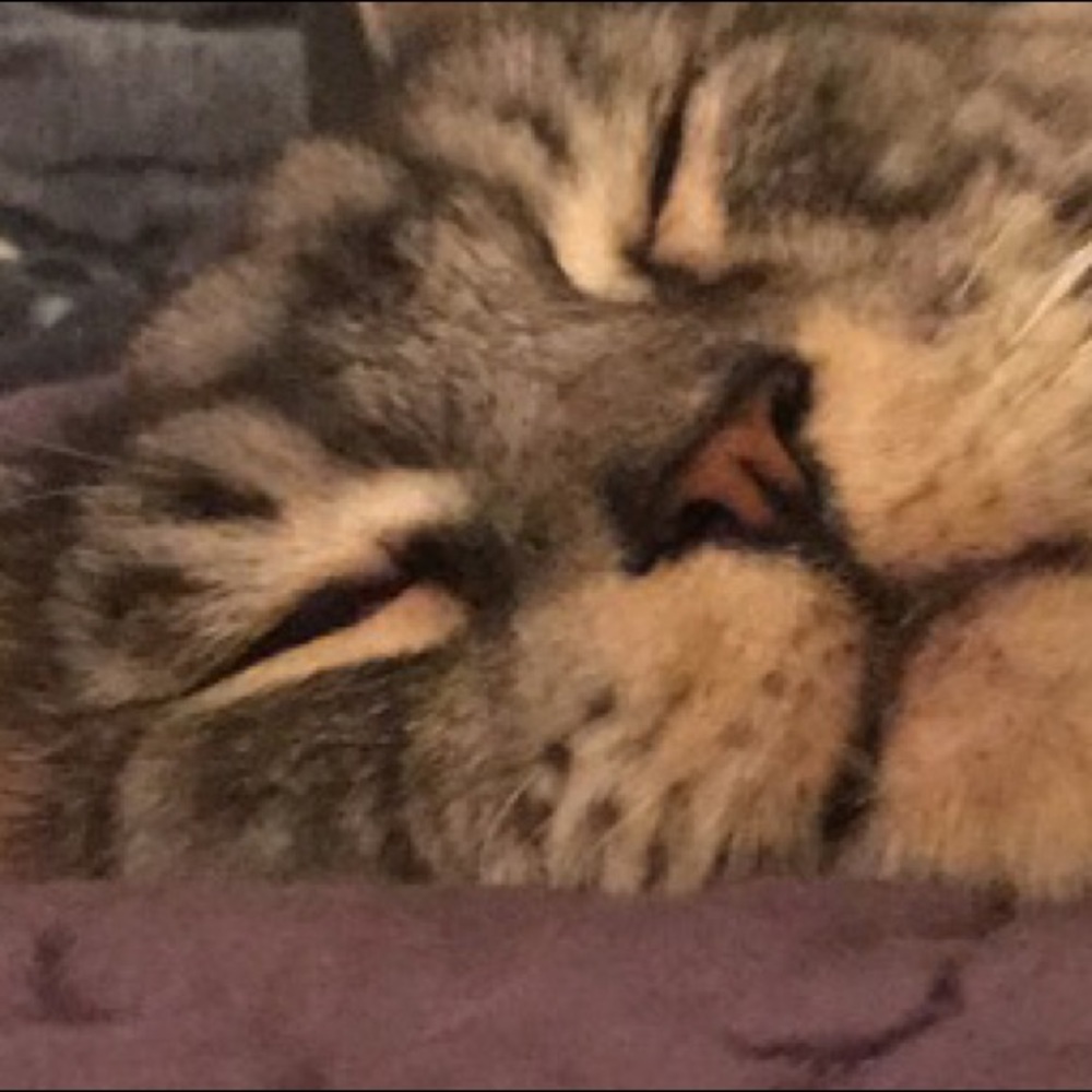 Meet your Posher, Bella